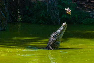 Timsahlar timsah çiftliğinde. Sarawak. Borneo. Malezya