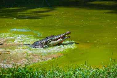 Timsahlar timsah çiftliğinde. Sarawak. Borneo. Malezya