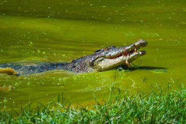 Timsahlar timsah çiftliğinde. Sarawak. Borneo. Malezya