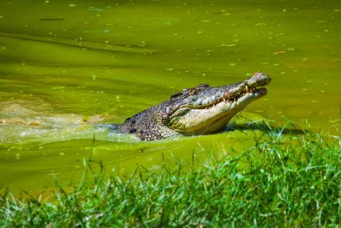 Timsahlar timsah çiftliğinde. Sarawak. Borneo. Malezya