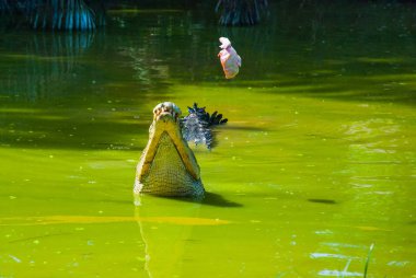 Timsahlar timsah çiftliğinde. Sarawak. Borneo. Malezya