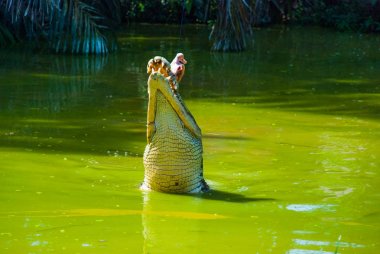 Timsahlar timsah çiftliğinde. Sarawak. Borneo. Malezya