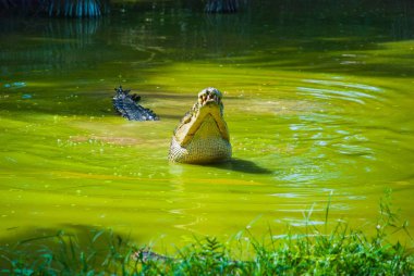 Timsahlar timsah çiftliğinde. Sarawak. Borneo. Malezya