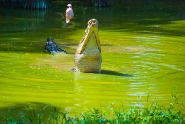 Timsahlar timsah çiftliğinde. Sarawak. Borneo. Malezya