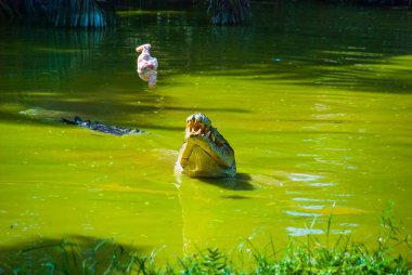 Timsahlar timsah çiftliğinde. Sarawak. Borneo. Malezya