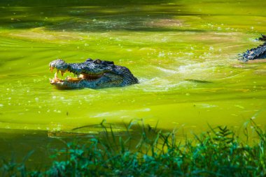 Timsahlar timsah çiftliğinde. Sarawak. Borneo. Malezya
