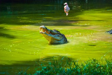 Timsahlar timsah çiftliğinde. Sarawak. Borneo. Malezya