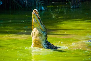 Timsahlar timsah çiftliğinde. Sarawak. Borneo. Malezya