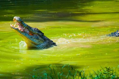 Timsahlar timsah çiftliğinde. Sarawak. Borneo. Malezya