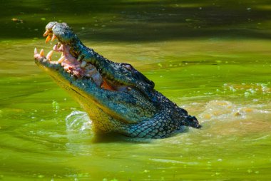 Timsahlar timsah çiftliğinde. Sarawak. Borneo. Malezya