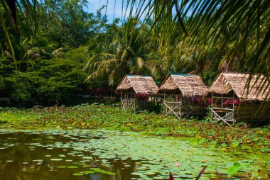 Göl bir thatched çatı ile küçük bir çardak nilüferler ve palmiye ağaçları, doğal görünümünü. Borneo, Malezya