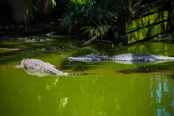 Крокодилы на Крокодиловой ферме. Саравак. Борнео. Малайзия — стоковое фото
