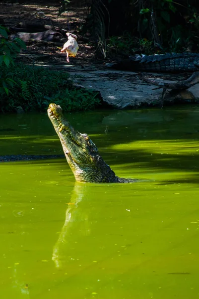 Timsahlar timsah çiftliğinde. Sarawak. Borneo. Malezya