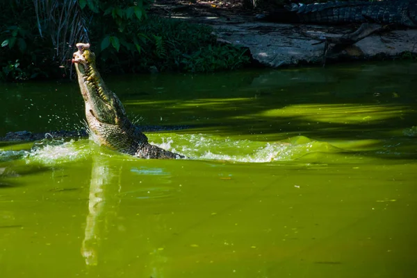 Crocodilos na Quinta dos Crocodilos. Sarawak. Bornéu. Malásia — Fotografia de Stock