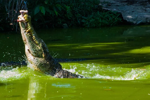 A krokodilok a krokodil Farm. Sarawak. Borneo. Malajzia — Stock Fotó