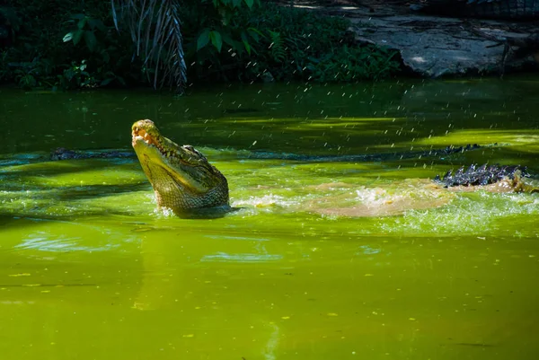 Coccodrilli alla fattoria dei coccodrilli. Sarawak. Borneo. Malesia — Foto Stock