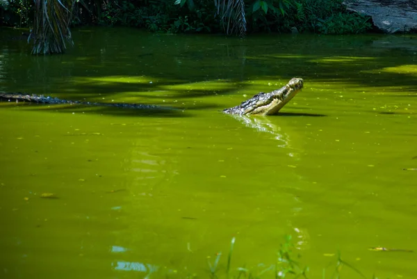 Crocodiles at Crocodile Farm. Sarawak. Borneo. Malaysia — Stock Photo, Image