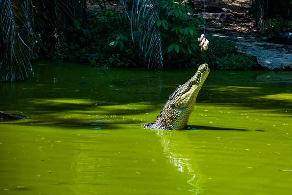 Krokodýli na Krokodýlí farmě. Sarawak. Borneo. Malajsie — Stock fotografie