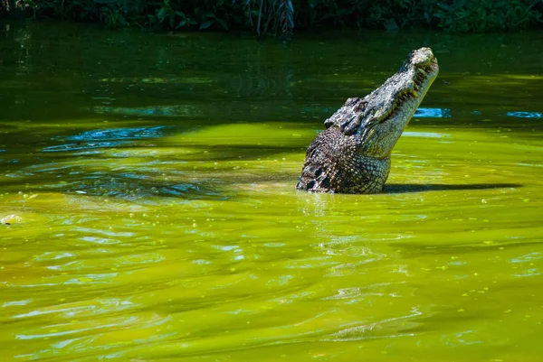 Crocodilos na Quinta dos Crocodilos. Sarawak. Bornéu. Malásia — Fotografia de Stock