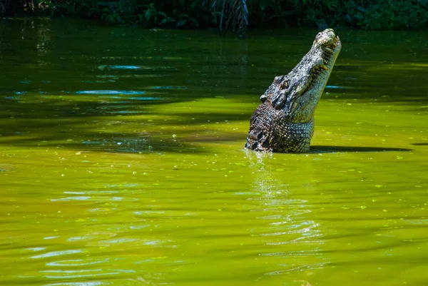 Coccodrilli alla fattoria dei coccodrilli. Sarawak. Borneo. Malesia — Foto Stock