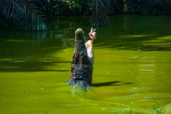 Coccodrilli alla fattoria dei coccodrilli. Sarawak. Borneo. Malesia — Foto Stock