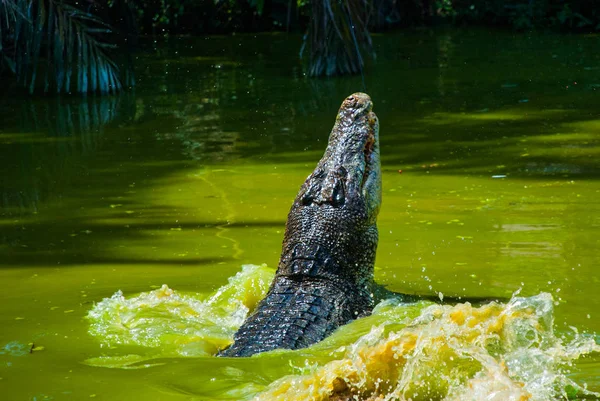 Crocodilos na Quinta dos Crocodilos. Sarawak. Bornéu. Malásia — Fotografia de Stock