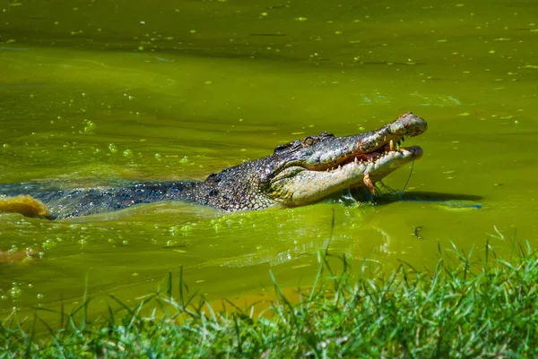 Timsahlar timsah çiftliğinde. Sarawak. Borneo. Malezya