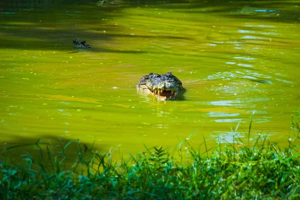 Krokodillen op krokodillenboerderij. Sarawak. Borneo. Maleisië — Stockfoto