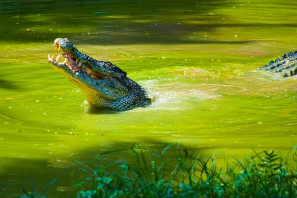 Timsahlar timsah çiftliğinde. Sarawak. Borneo. Malezya