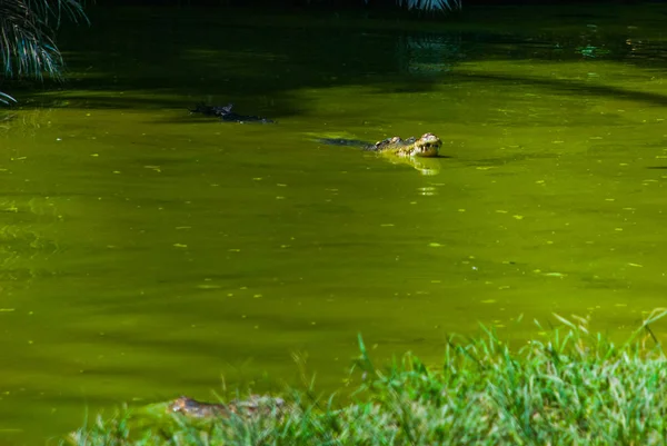 Crocodilos na Quinta dos Crocodilos. Sarawak. Bornéu. Malásia — Fotografia de Stock