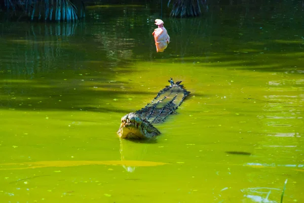 Timsahlar timsah çiftliğinde. Sarawak. Borneo. Malezya