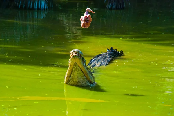 Crocodilos na Quinta dos Crocodilos. Sarawak. Bornéu. Malásia — Fotografia de Stock