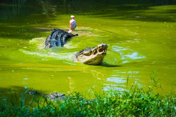 Crocodilos na Quinta dos Crocodilos. Sarawak. Bornéu. Malásia — Fotografia de Stock