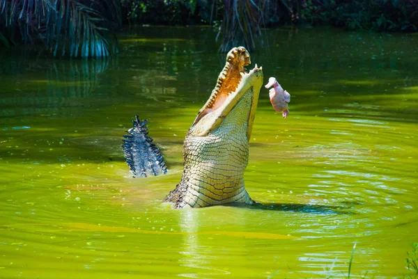 Crocodilos na Quinta dos Crocodilos. Sarawak. Bornéu. Malásia — Fotografia de Stock