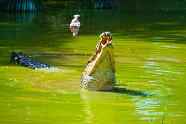 Coccodrilli alla fattoria dei coccodrilli. Sarawak. Borneo. Malesia — Foto Stock