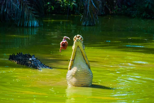 Coccodrilli alla fattoria dei coccodrilli. Sarawak. Borneo. Malesia — Foto Stock