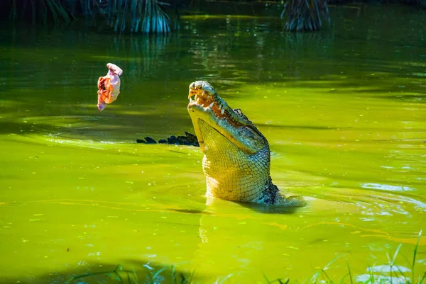 Timsahlar timsah çiftliğinde. Sarawak. Borneo. Malezya — Stok fotoğraf