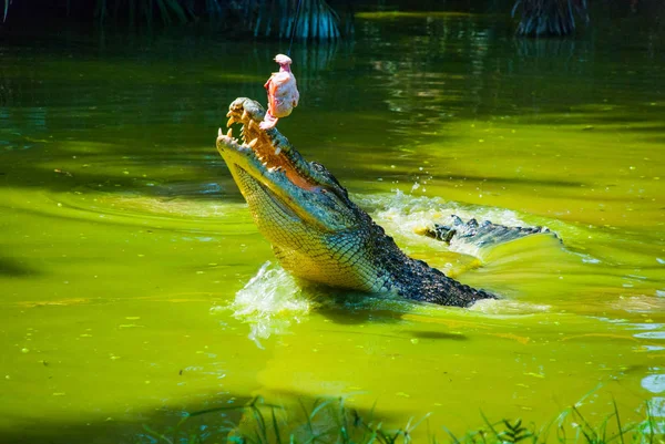 Coccodrilli alla fattoria dei coccodrilli. Sarawak. Borneo. Malesia — Foto Stock