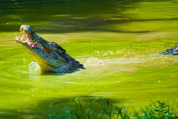Timsahlar timsah çiftliğinde. Sarawak. Borneo. Malezya