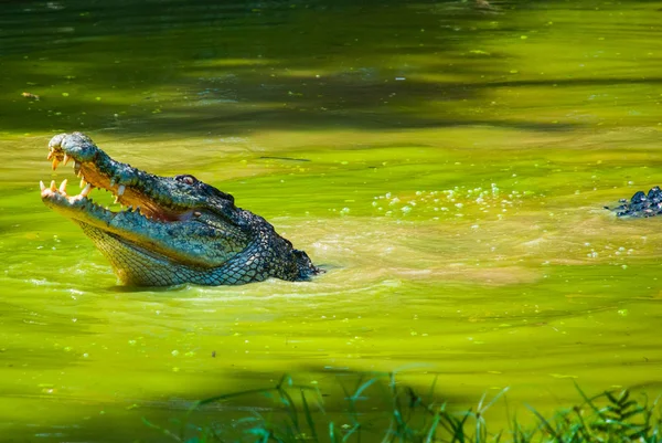 Coccodrilli alla fattoria dei coccodrilli. Sarawak. Borneo. Malesia — Foto Stock