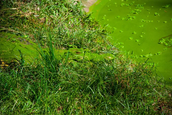 Crocodilos na Quinta dos Crocodilos. Sarawak. Bornéu. Malásia — Fotografia de Stock