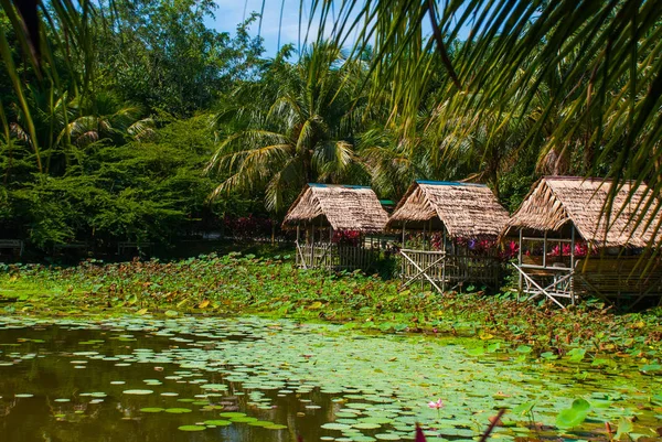 Vista panorâmica do lago com nenúfares e palmeiras, um pequeno mirante com telhado de palha. Bornéu, Malásia — Fotografia de Stock