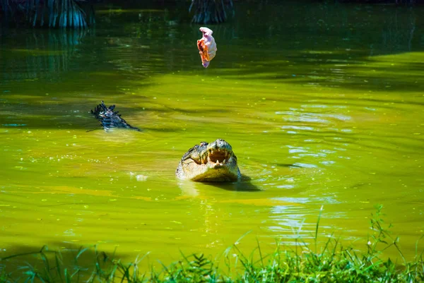 Krokodillen op krokodillenboerderij. Sarawak. Borneo. Maleisië — Stockfoto