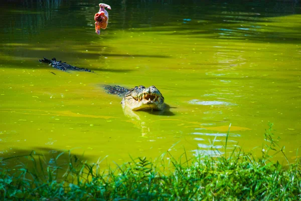 Crocodilos na Quinta dos Crocodilos. Sarawak. Bornéu. Malásia — Fotografia de Stock