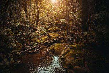Ormanda bahar. Doğa yağmur ormanları. Tropikal yağmur ormanları manzara. Malezya, Asya, Borneo, Sabah