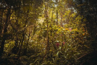 Doğa yağmur ormanları. Tropikal yağmur ormanları manzara. Malezya, Asya, Borneo, Sabah