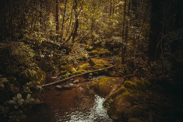 Ormanda bahar. Doğa yağmur ormanları. Tropikal yağmur ormanları manzara. Malezya, Asya, Borneo, Sabah