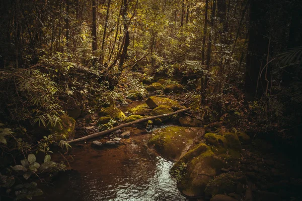 Primavera en la selva. Bosque tropical natural. Paisaje de la selva tropical. Malasia, Asia, Borneo, Sabah —  Fotos de Stock
