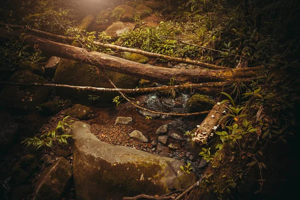 Primavera nella giungla. Natura foresta pluviale. Paesaggio tropicale della foresta pluviale. Malesia, Asia, Borneo, Sabah — Foto Stock