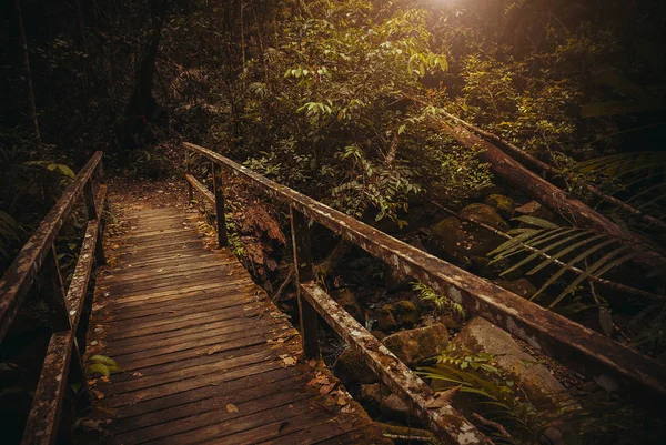 Puente viejo en la selva. Bosque tropical natural. Paisaje de la selva tropical. Malasia, Asia, Borneo, Sabah —  Fotos de Stock
